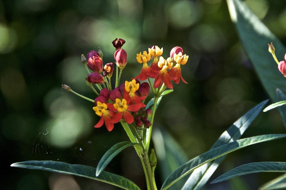 Photo of Mexican Milkweed (Asclepias curassavica 'Silky Deep Red') uploaded by Fleur569