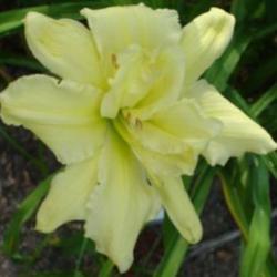 Location: Grand Kids Daylily Farm, Union, MS
Date: summer
Four By Four - a double polymerous