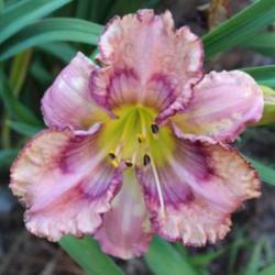 Location: Grand Kids Daylily Farm, Union, MS
Date: summer 2017
Patrick Clay - first bloom