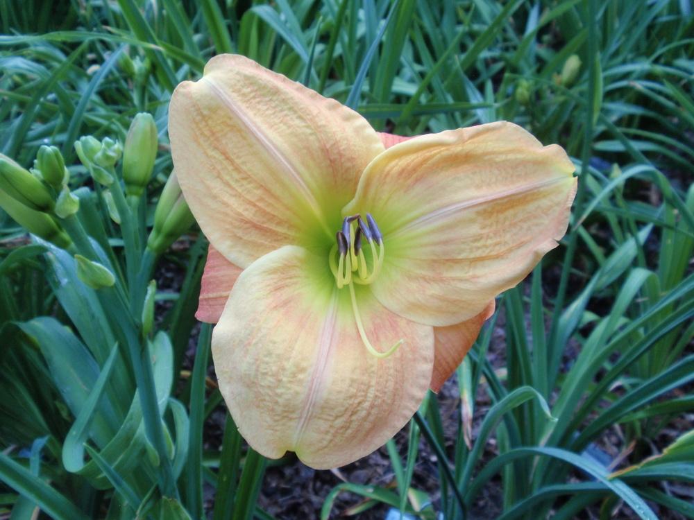 Photo of Daylily (Hemerocallis 'Something Different') uploaded by Bedmaker