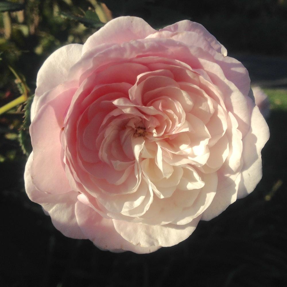 Photo of Rose (Rosa 'Olivia Rose Austin') uploaded by csandt