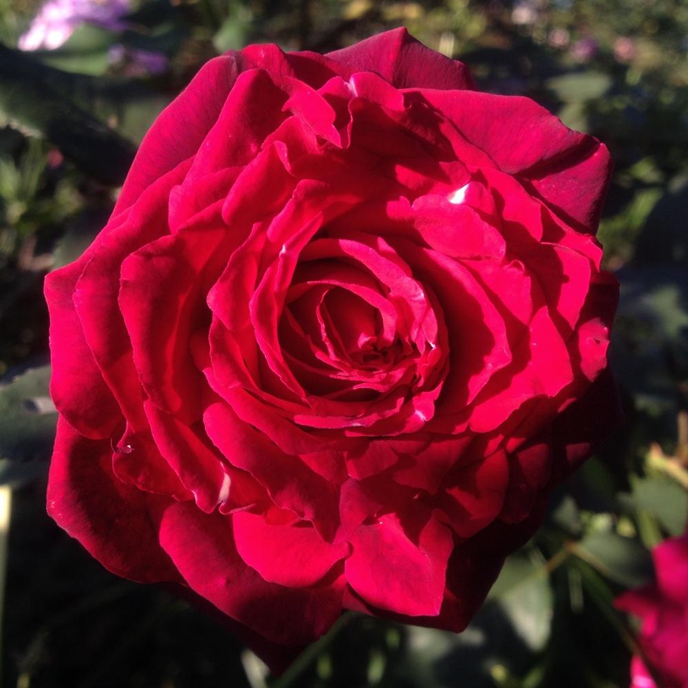 Photo of Rose (Rosa 'Grafin Diana') uploaded by csandt