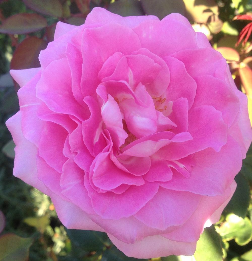 Photo of Rose (Rosa 'Beverly') uploaded by csandt