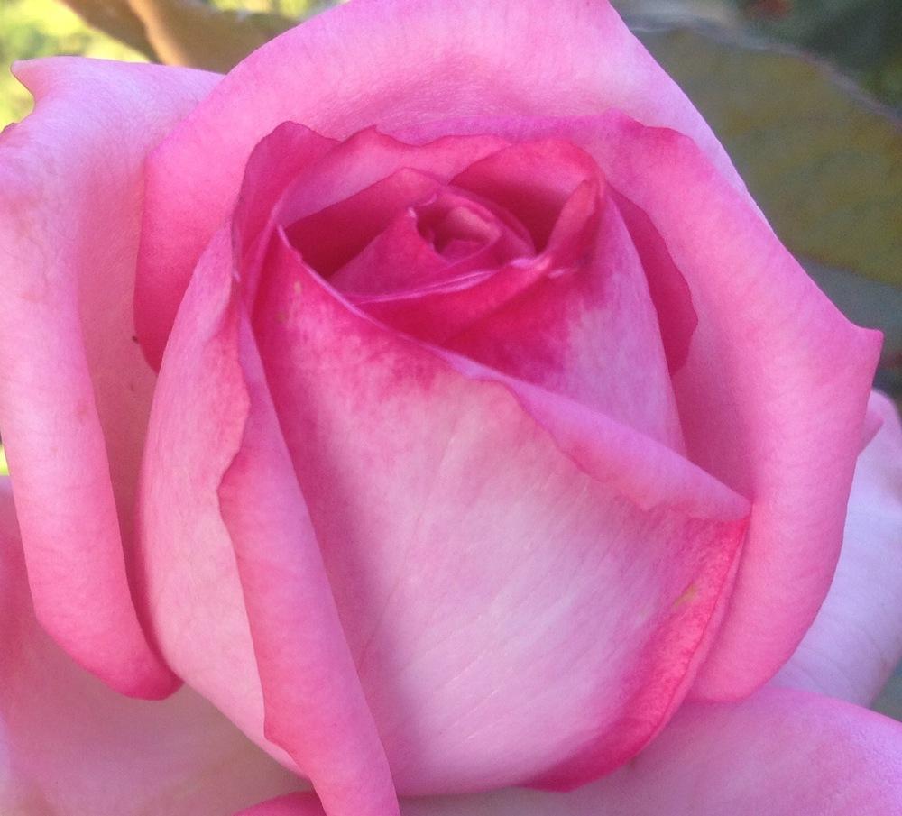 Photo of Rose (Rosa 'Wedding Bells') uploaded by csandt