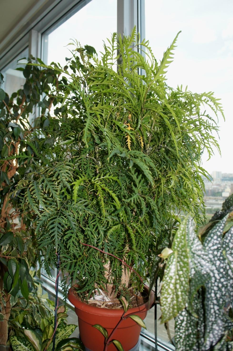 Photo of Fernleaf Aralia (Polyscias filicifolia) uploaded by skylark