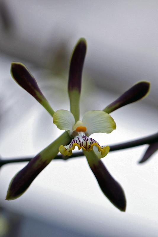 Photo of Orchid (Encyclia alata) uploaded by RuuddeBlock