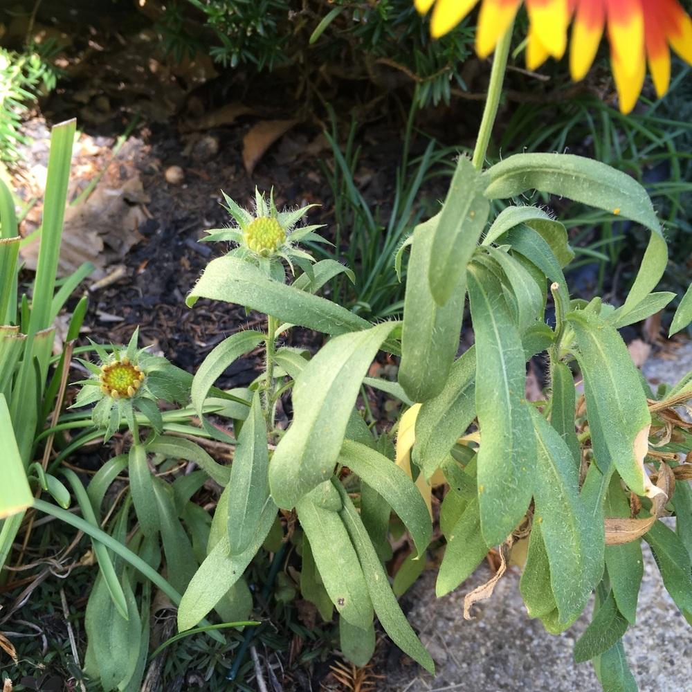 Photo of Blanket Flower (Gaillardia 'Arizona Sun') uploaded by Samlav