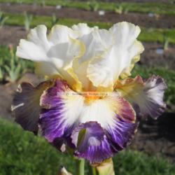 Location: Beaumont Ridge Iris Gardens
Date: May 20 -- 2014