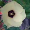 Beautiful bloom resembling Hibiscus