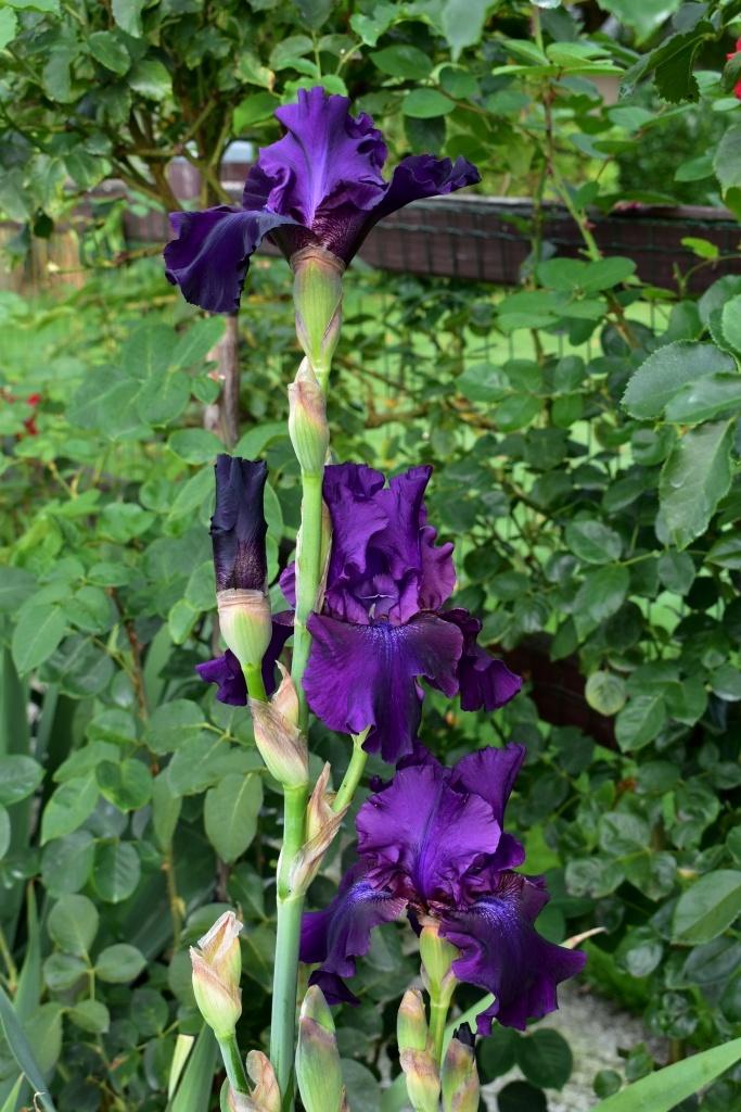 Photo of Tall Bearded Iris (Iris 'Rosalie Figge') uploaded by sunnyvalley