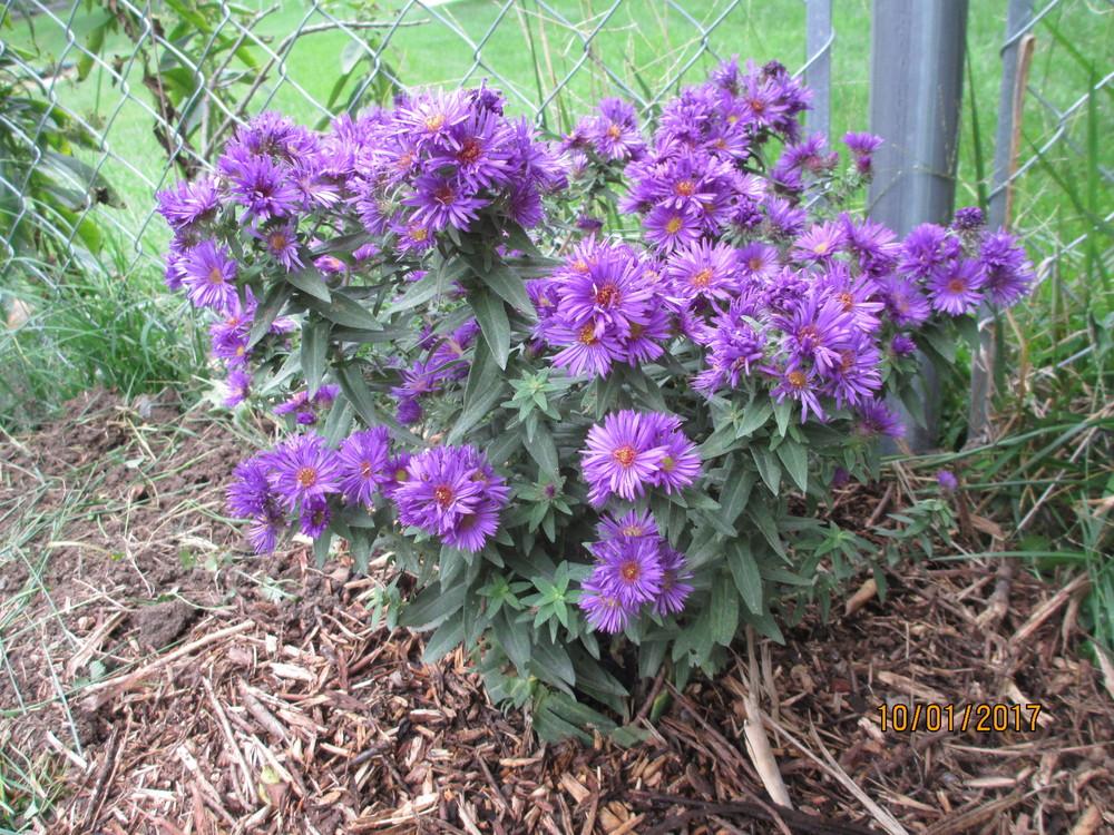 Photo of New England Aster (Symphyotrichum novae-angliae 'Purple Dome') uploaded by Freedombelle