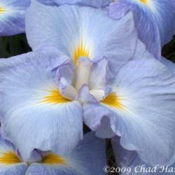 Location: Washougal, WA
Date: 2009
Photo courtesy of Mt. Pleasant Iris Farm, posted with permission