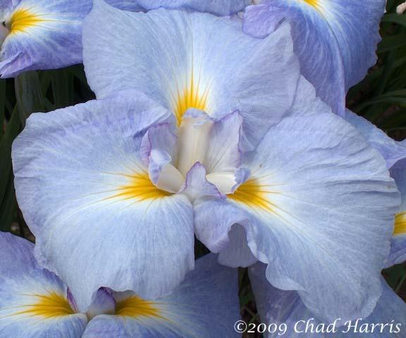 Photo of Japanese Iris (Iris ensata 'Pleasant Earlybird') uploaded by Lestv