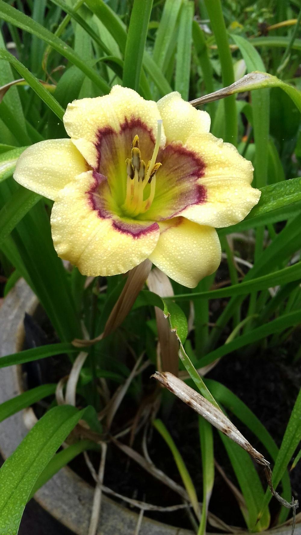 Photo of Daylily (Hemerocallis 'Patchwork Puzzle') uploaded by Scatterbrain