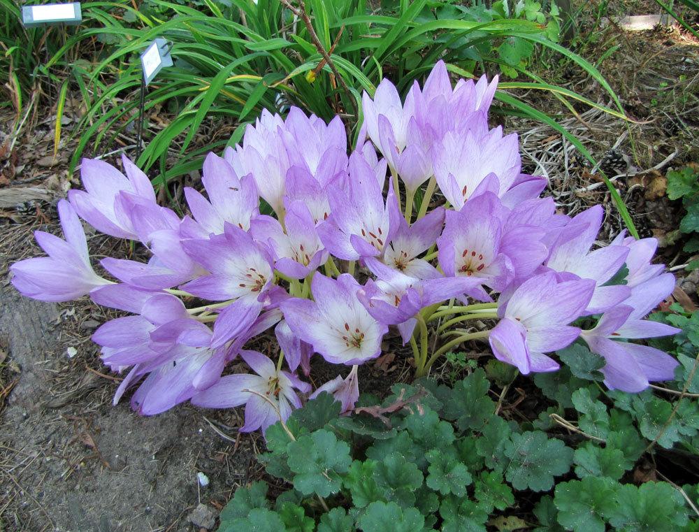 Photo of Colchicums (Colchicum) uploaded by TBGDN