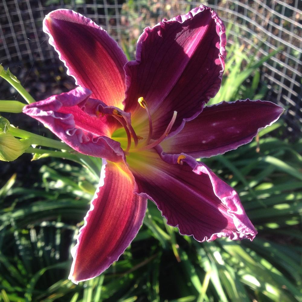 Photo of Daylily (Hemerocallis 'Indian Giver') uploaded by csandt