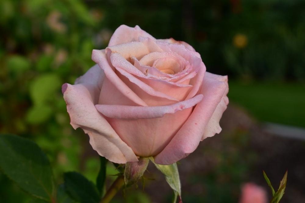 Photo of Rose (Rosa 'Creme Caramel') uploaded by sunnyvalley