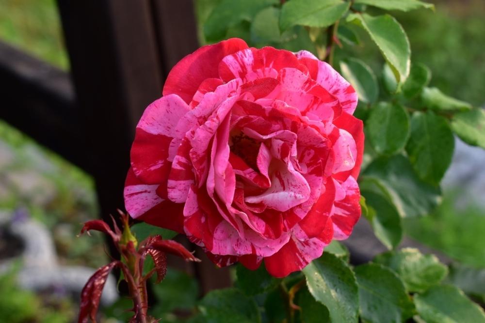 Photo of Rose (Rosa 'Papageno') uploaded by sunnyvalley