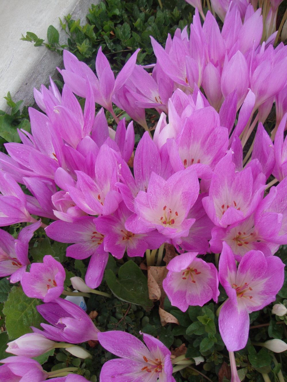 Photo of Colchicums (Colchicum) uploaded by Paul2032