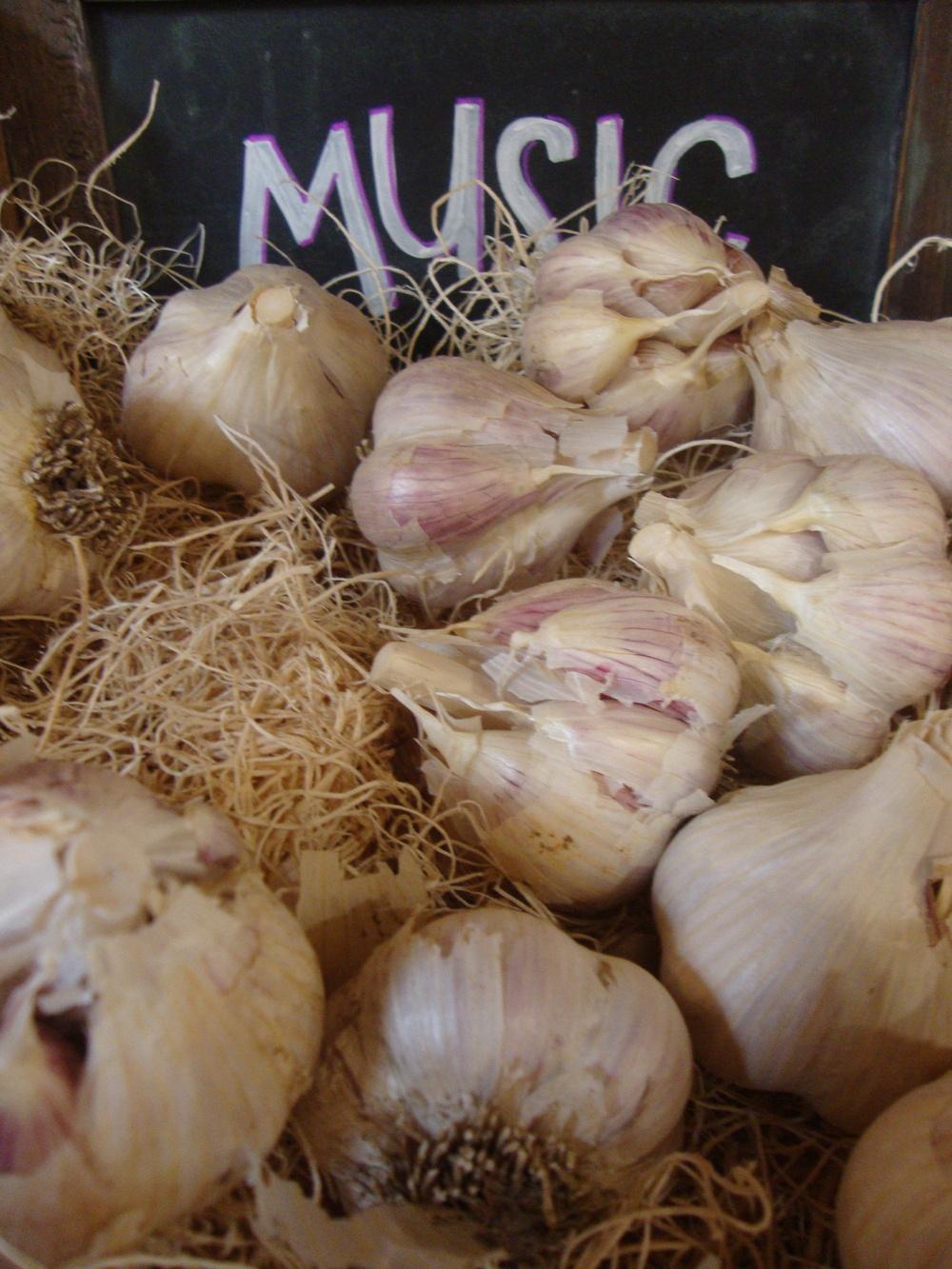 Photo of Garlic (Allium sativum 'Music') uploaded by Paul2032