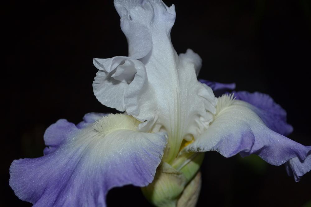 Photo of Tall Bearded Iris (Iris 'Clarence') uploaded by aikenforflowers