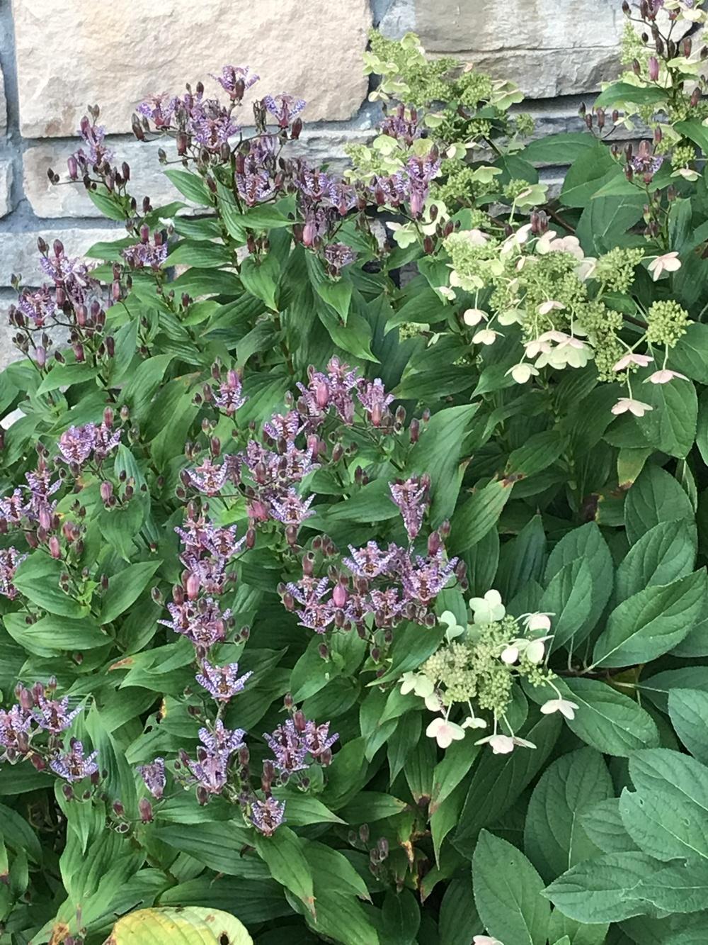Photo of Empress Toad Lily (Tricyrtis 'Empress') uploaded by Legalily