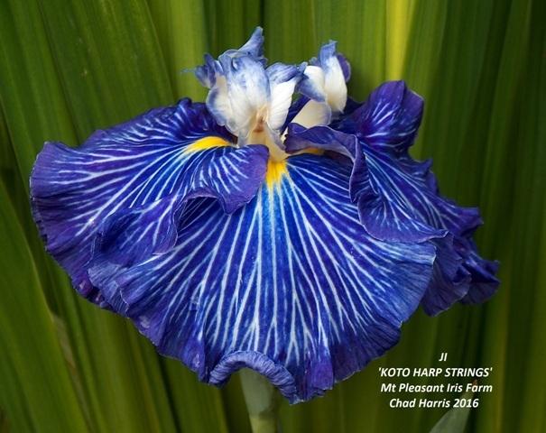 Photo of Japanese Iris (Iris ensata 'Koto Harp Strings') uploaded by Lestv
