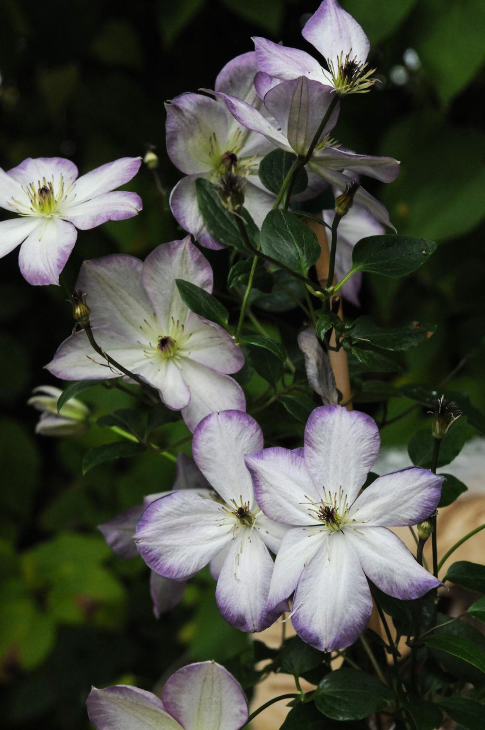 Photo of Clematis (Clematis viticella Pernille) uploaded by cliftoncat