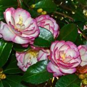 Leslie Ann - Sasanqua Camellia 003