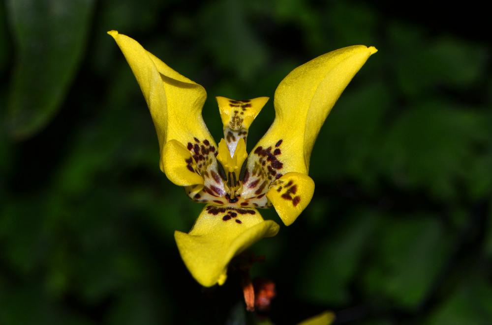 Photo of Yellow Walking Iris (Trimezia longifolia) uploaded by dawiz1753