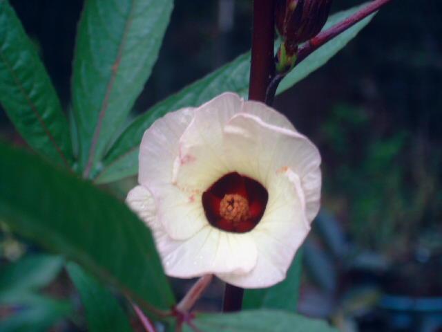 Photo of Roselle (Hibiscus sabdariffa) uploaded by pod