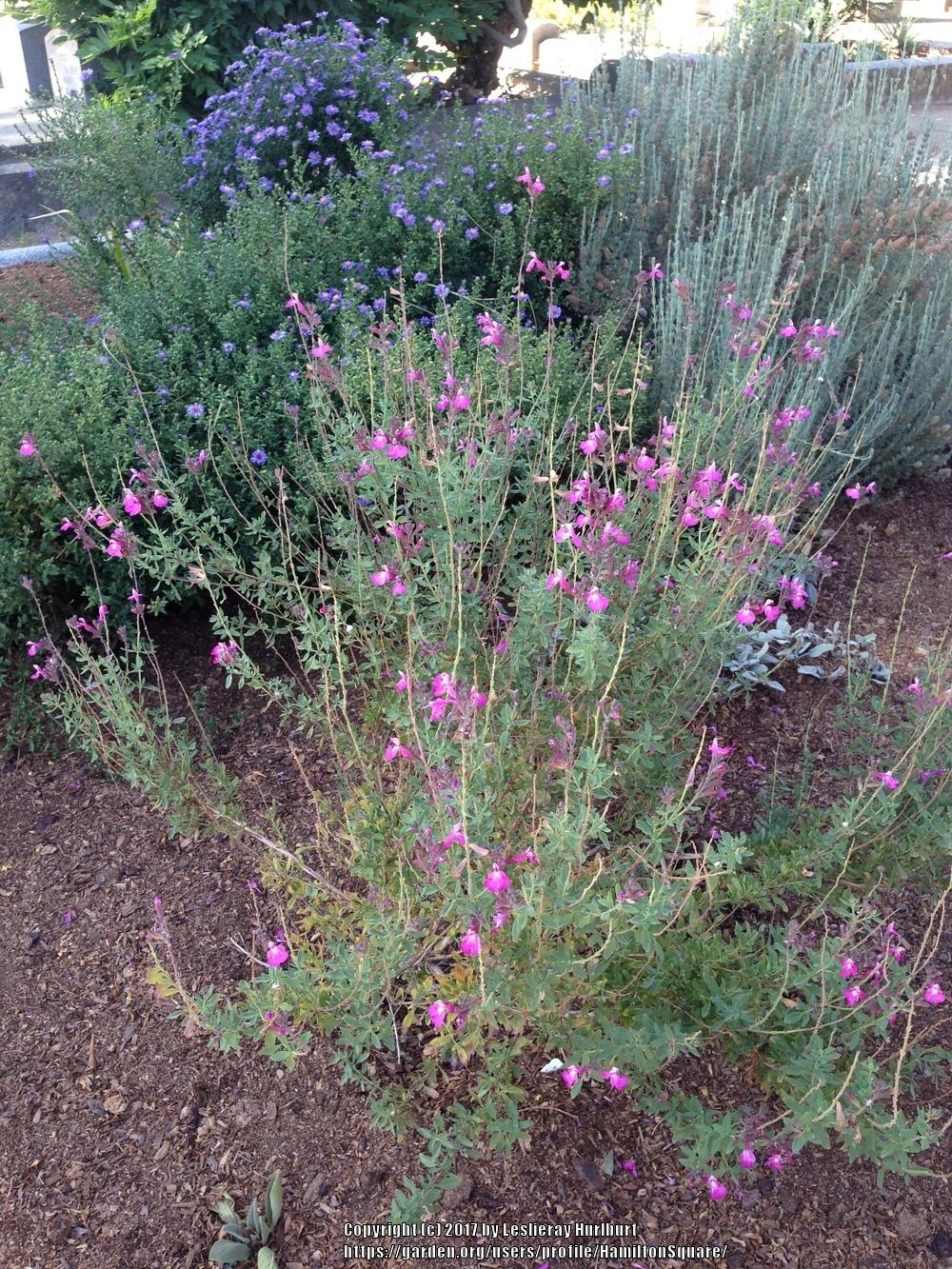 Photo of Mountain Sage (Salvia x jamensis Heatwave™ Radiance) uploaded by HamiltonSquare
