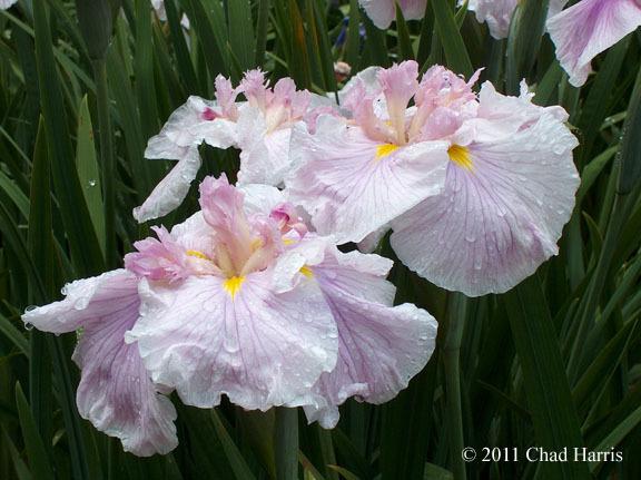 Photo of Japanese Iris (Iris ensata 'Honour') uploaded by Lestv