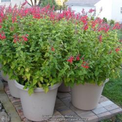 Location: My garden in Kentucky
Date: 2011-10-06
Six 20-inch containers of Lady in Red. Three containers in front 
