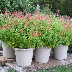 Location: My garden in Kentucky
Date: 2011-10-24
Six 20-inch containers of Lady in Red.  Three containers in front