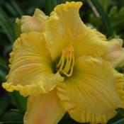 A long time friend named this daylily for me