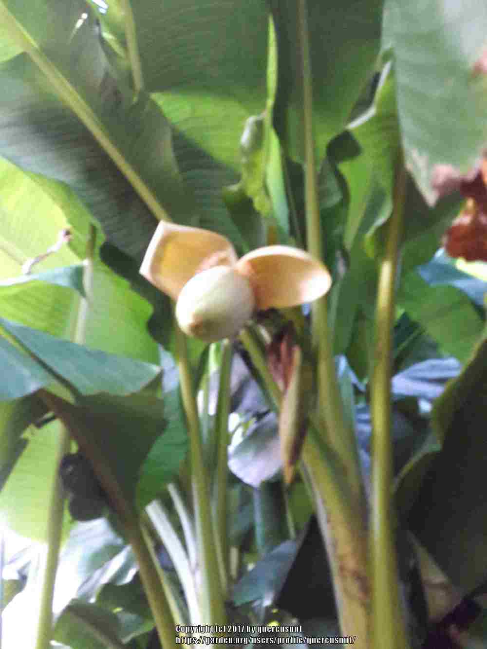 Photo of Japanese Hardy Banana (Musa basjoo) uploaded by quercusnut