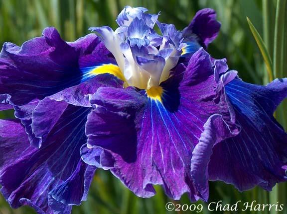 Photo of Japanese Iris (Iris ensata 'Frosted Intrigue') uploaded by Lestv