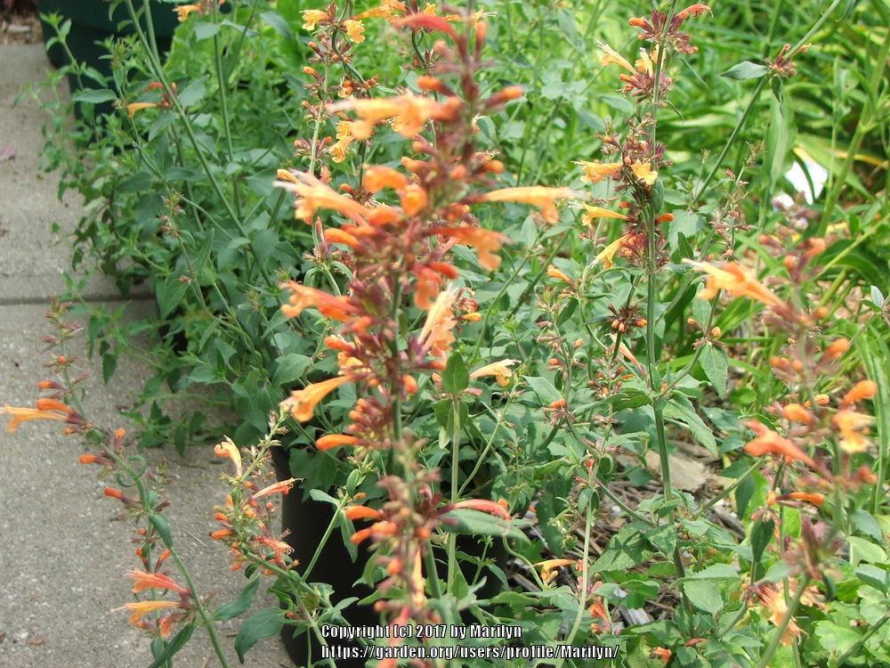 Photo of Giant Hyssop (Agastache 'Apricot Sunrise') uploaded by Marilyn