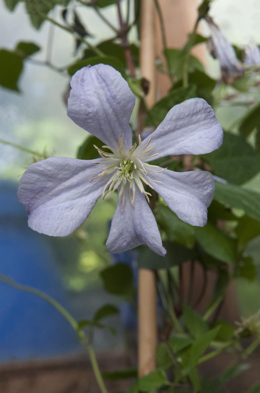 Photo of Clematis 'Prince Charles' uploaded by cliftoncat