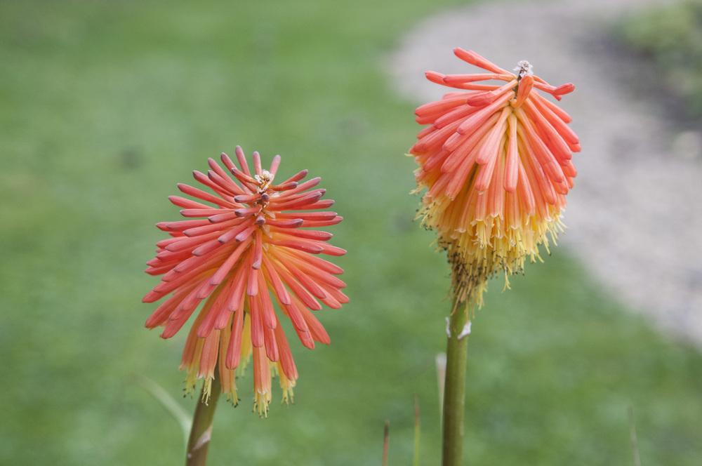 Photo of Torch Lily (Kniphofia rooperi) uploaded by cliftoncat