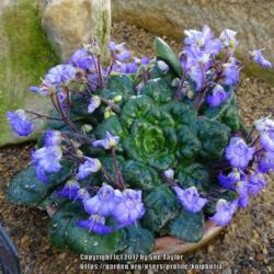 Location: RHS Harlow Carr alpine house, Yorkshire
Date: 2017-10-05