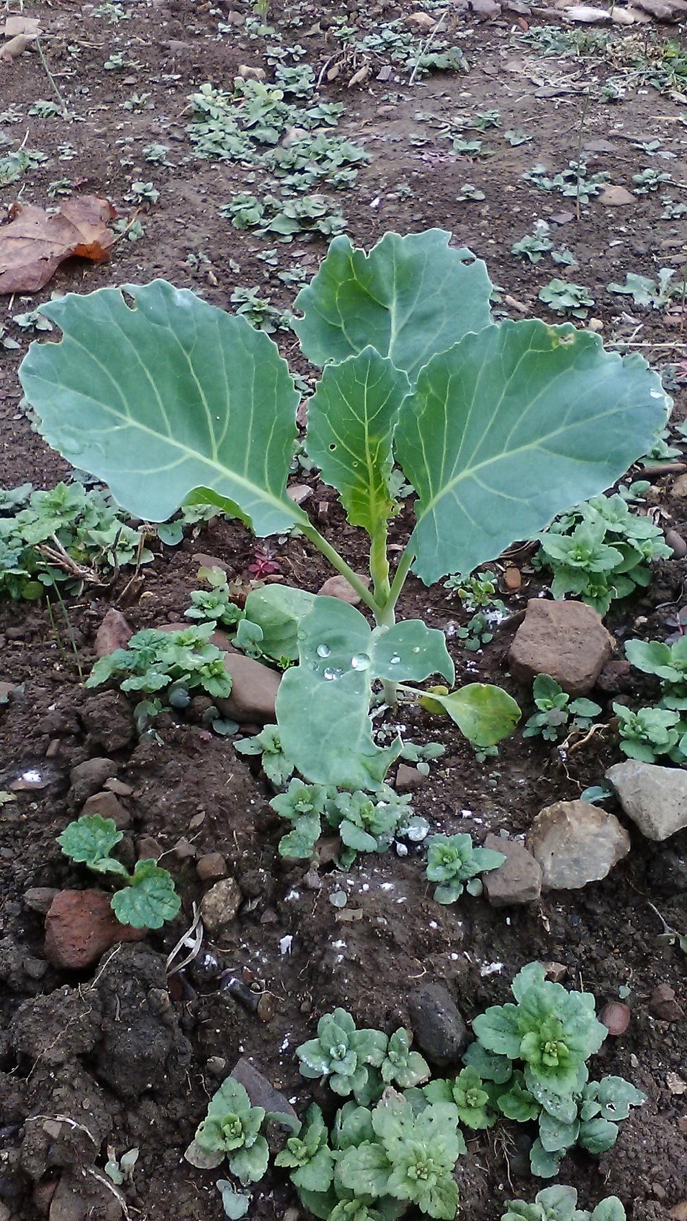 Photo of Cabbage (Brassica oleracea var. capitata 'Brunswick') uploaded by m33jones2