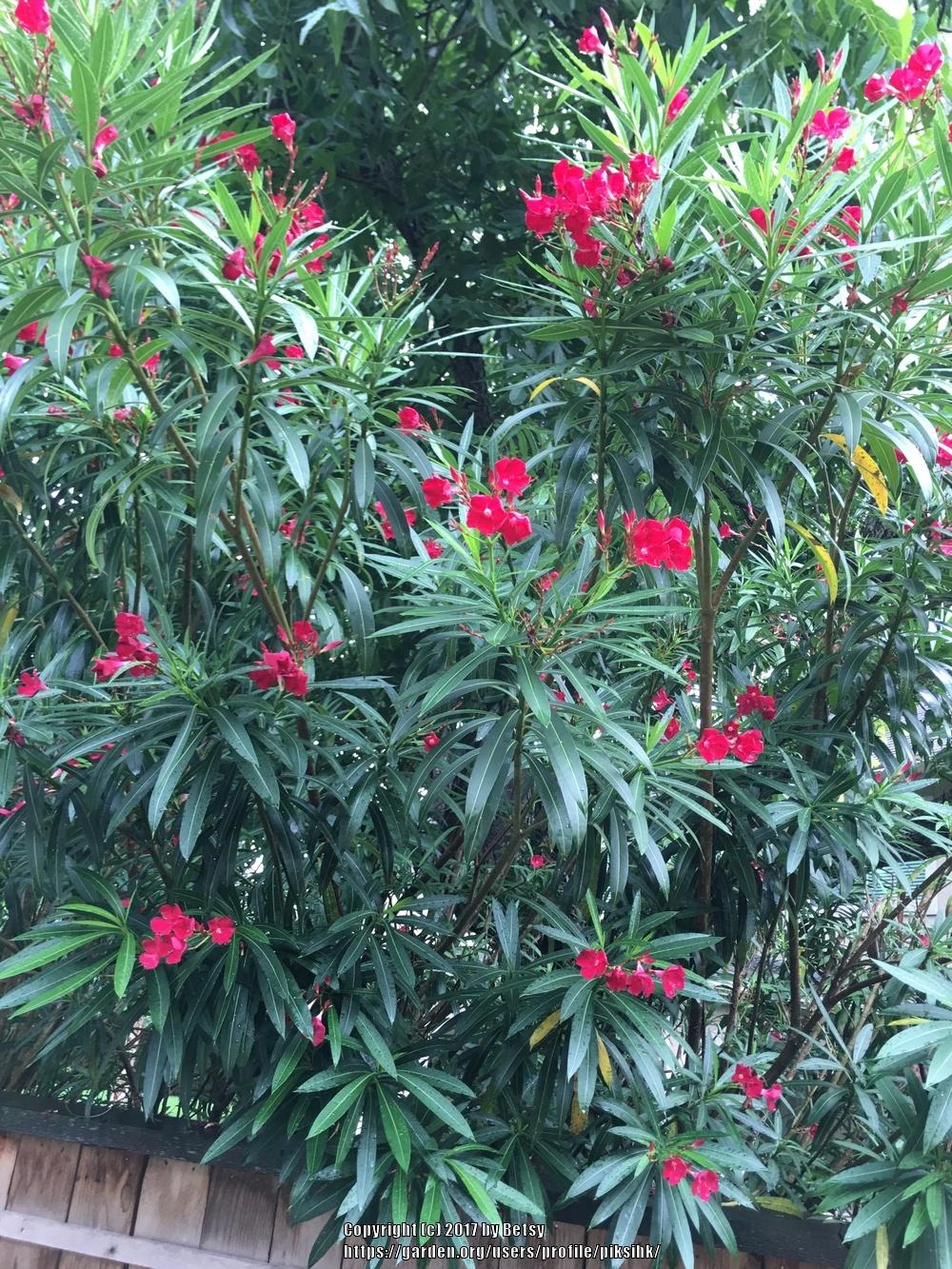 Photo of Oleanders (Nerium oleander) uploaded by piksihk