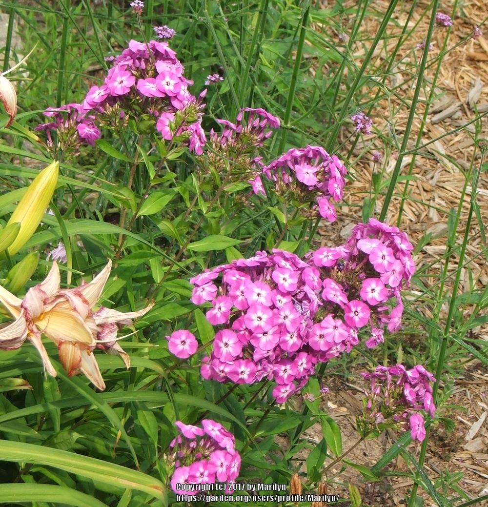 Photo of Phloxes (Phlox) uploaded by Marilyn