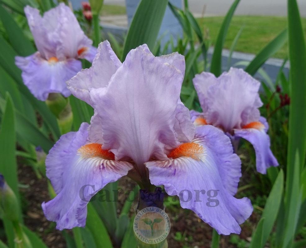 Photo of Intermediate Bearded Iris (Iris 'Lissom') uploaded by Totally_Amazing