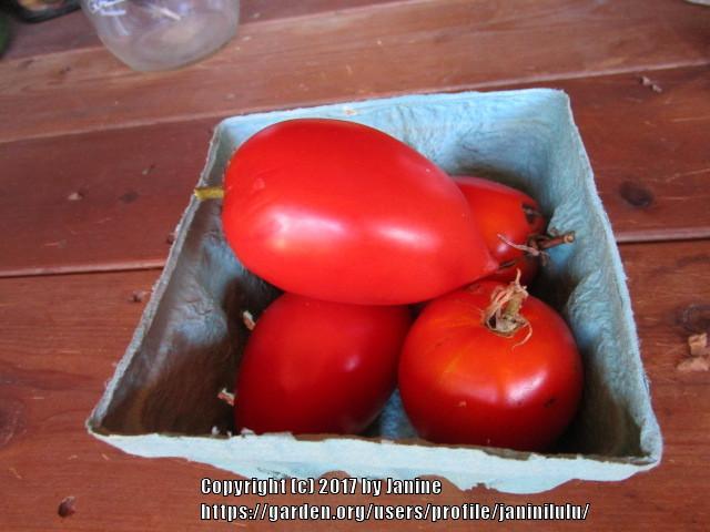Photo of Tomato (Solanum lycopersicum 'Mama Leone') uploaded by janinilulu