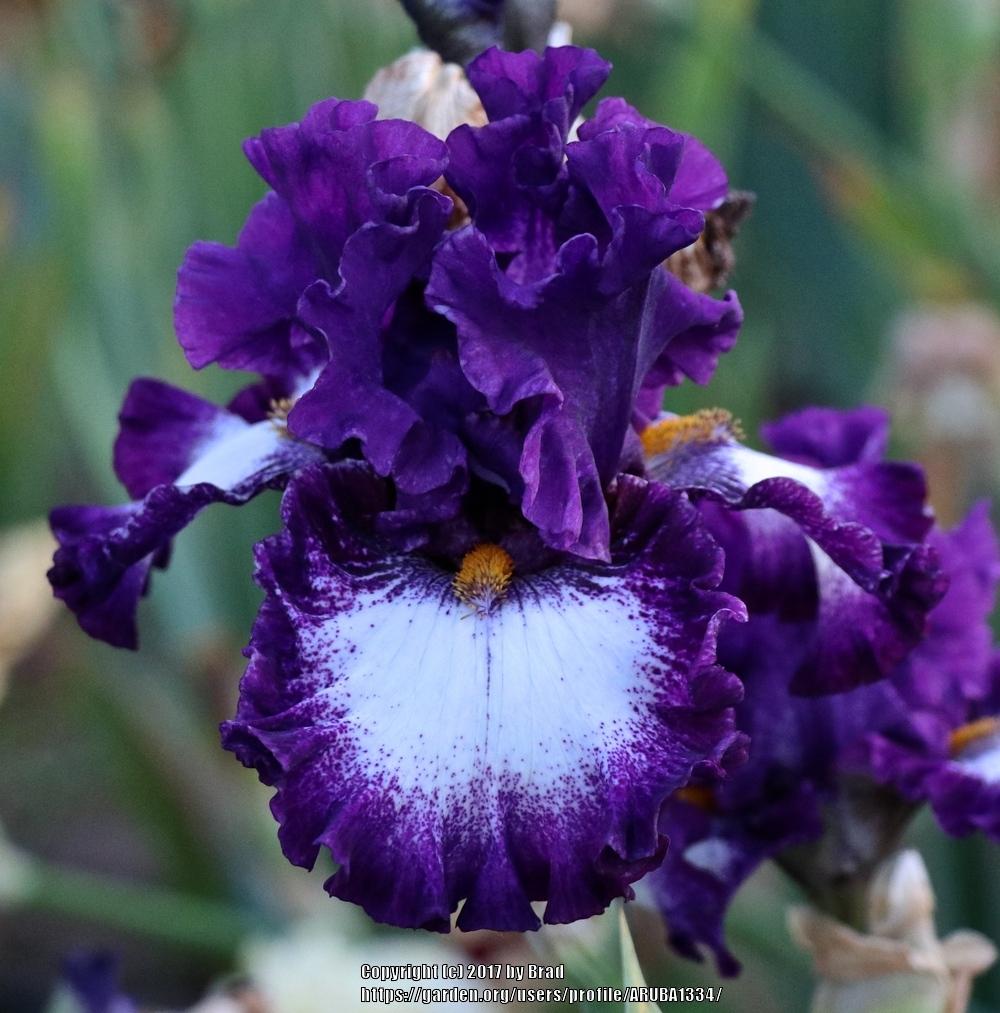 Photo of Tall Bearded Iris (Iris 'Marry the Night') uploaded by ARUBA1334