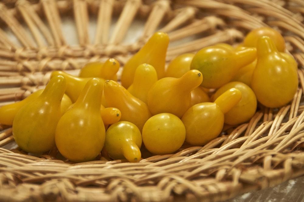 Photo of Tomato (Solanum lycopersicum 'Yellow Pear') uploaded by Fleur569