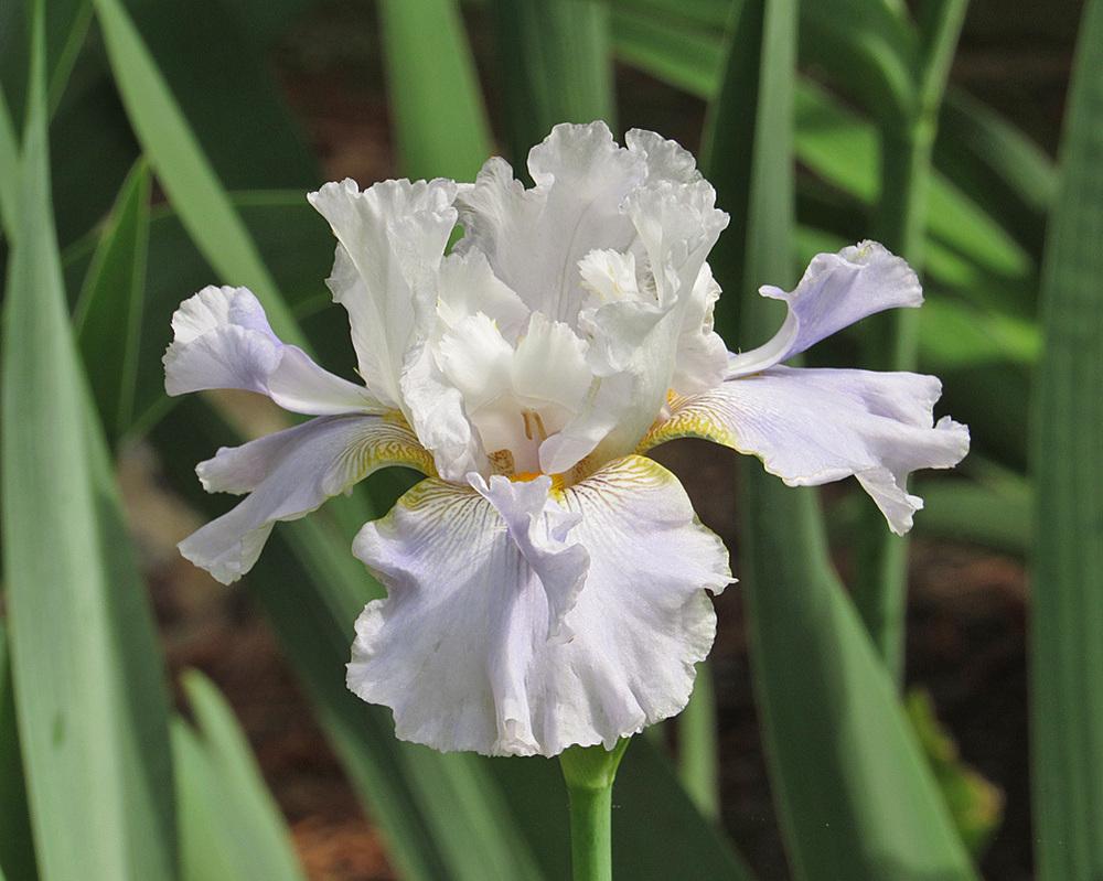 Photo of Tall Bearded Iris (Iris 'Hoptoit') uploaded by Lestv